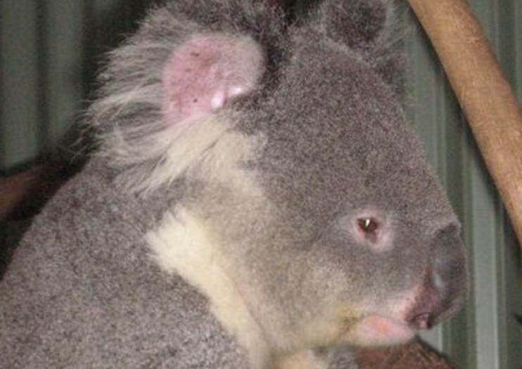 Featherdale Wildlife Park